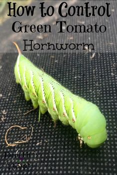 a green caterpillar with the words how to control green tomato wormworm