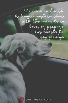 a white dog sitting in the passenger seat of a car with a quote on it