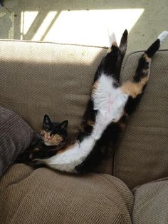 a cat laying on it's back on top of a couch with its paws in the air