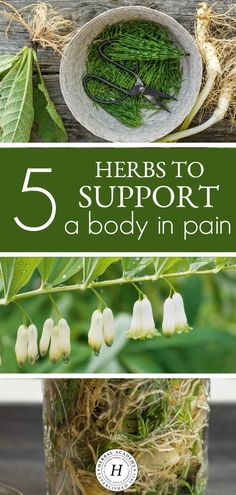 5 Herbs To Support A Body in Pain | Herbal Academy | Herbalist Maria Noël Groves teaches about herbs for pain and how they can come to our assistance during times of need. Herbal Apothecary, Herbal Healing, Cold Home Remedies, Natural Pain Relief, Homemade Remedies