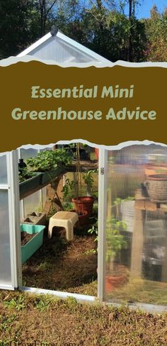 Sunlit small backyard greenhouse with open door revealing plants and gardening supplies, titled 'Essential Mini Greenhouse Advice'. Small Greenhouse Organization Ideas, Small Greenhouse Layout, Small Backyard Greenhouse Diy, Hobby Greenhouse Interior, Small Greenhouse Set Up Inside, Small Greenhouse Interiors Layout, Small Greenhouse Interiors, Greenhouse Set Up Inside, Mini Greenhouse Diy