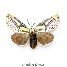 a yellow and brown butterfly on a white background with the caption diphera festiva