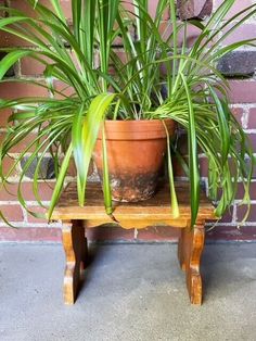 a potted plant sitting on top of a wooden bench