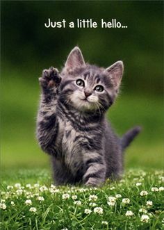 a little kitten standing on its hind legs in the grass and saying, just a little hello