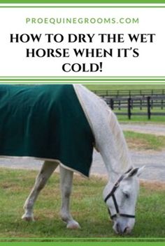 a white horse wearing a green blanket grazing on grass with the words how to dry the wet horse when it's cold