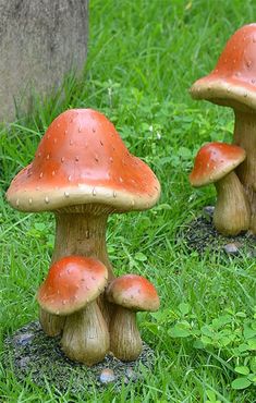 two small mushrooms sitting in the grass next to a tree