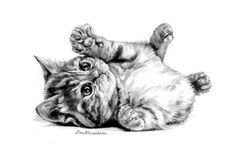 a pencil drawing of a cat laying on its back with it's paws up