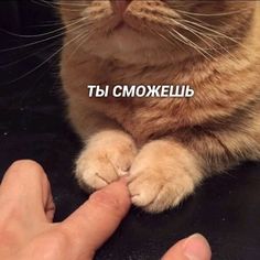 a person touching the tip of a cat's paw with their thumb on it