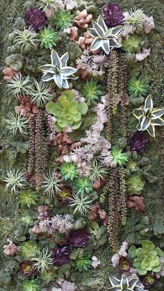 an arrangement of succulents and other plants on a mossy surface