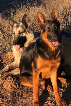 two dogs are sitting on the ground in front of some dry grass and brush with their tongue hanging out