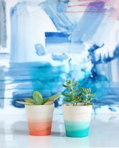 two potted plants sitting on top of a table next to blue and white walls