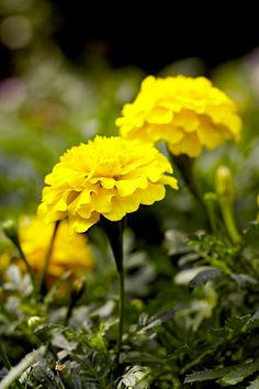 some yellow flowers are growing in the grass