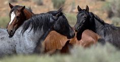 three horses are standing together in the wild