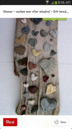 a piece of driftwood with hearts and rocks embedded in the bark, on a white background