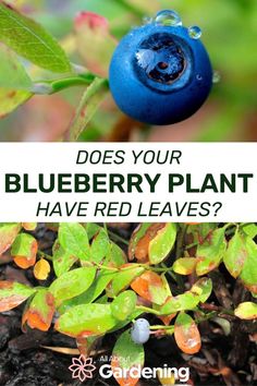 blueberry plant with text overlay that says does your blueberry plant red leaves?