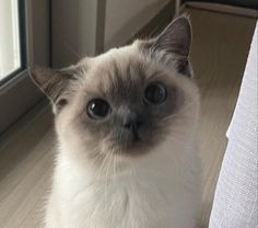 a white and gray cat sitting on the floor next to a window looking at the camera