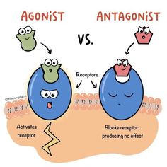 an image of two blueberries with caption that says agonist and anagonist