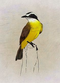 a drawing of a bird sitting on top of a piece of wood