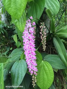 purple flowers and green leaves in the jungle