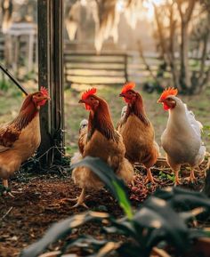 four chickens are standing in the dirt near a fence and some plants on the ground