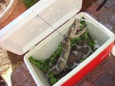 two snakes in a cooler with green leaves on the floor and one snake eating out of it's mouth