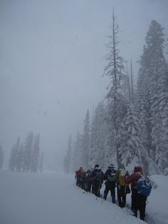 a group of people with backpacks are walking in the snow near some tall trees