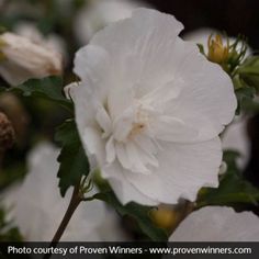 a white flower with green leaves on it