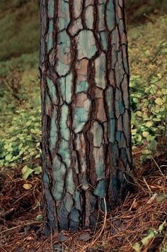 a tree that has been grafted and is standing in the grass next to some bushes