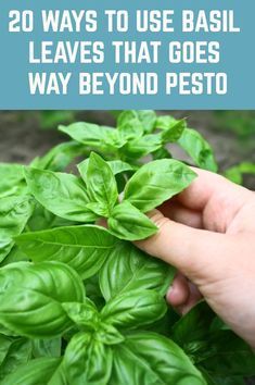 how to grow a giant basil bush - a pro gardener reveals their secret garden secrets