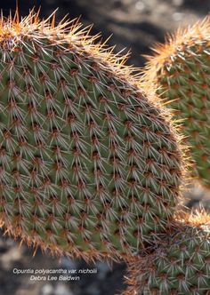 two cactus plants with long needles on them