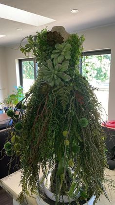 a large potted plant sitting on top of a table