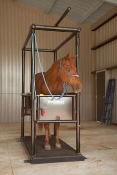 a brown horse standing inside of a metal cage with a blue rope on it's head