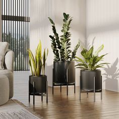 three potted plants sitting on top of a wooden floor next to a couch in a living room