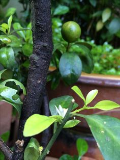 a close up of a tree with green leaves and fruit in the backround