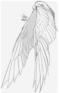 a drawing of a bird flying with its wings spread