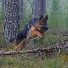 a german shepherd dog jumping over a fallen tree in the woods with its mouth open