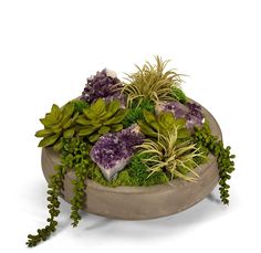 an arrangement of plants and rocks on a white background