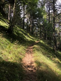 a dirt path in the woods with lots of trees on both sides and grass all around