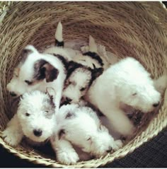 four puppies are sitting in a basket together