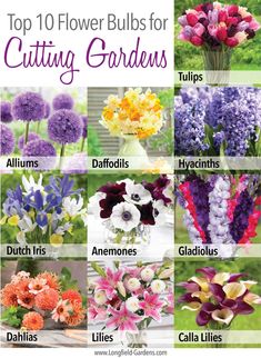 the top 10 flower bulbs for cutting gardens in different colors and sizes, including tulips, daffodils, anemones, gladiolus,