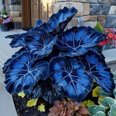 large blue leaves are growing in a flower pot on the side of a house's front porch