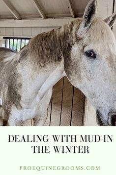 a horse with the words dealing with mud in the winter on it's face