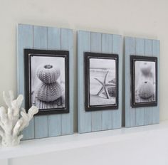 three framed pictures are hanging on the wall above a shelf with corals and seashells