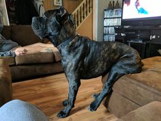 a large black dog sitting on top of a wooden floor next to a person in a living room