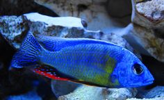 a blue and yellow fish in an aquarium