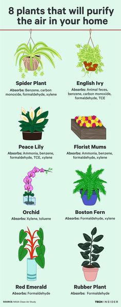 a poster with different types of house plants