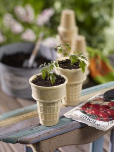 two potted plants sitting on top of a wooden table next to gardening utensils