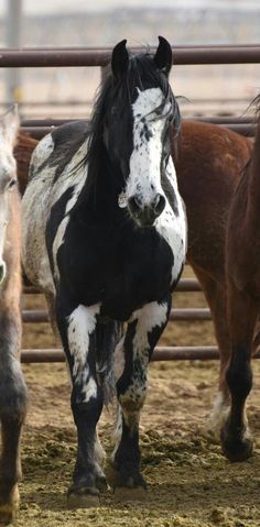 three horses standing next to each other in a pen with dirt on the ground and one horse looking at the camera