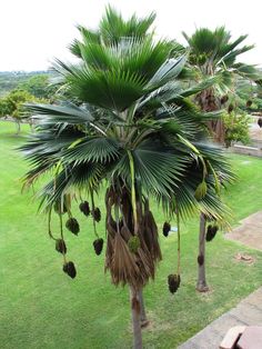 a palm tree with lots of fruit hanging from it's branches in the grass