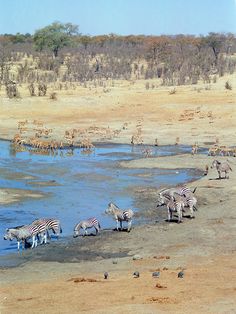 a herd of zebras and gazelles drinking water from a watering hole in the desert